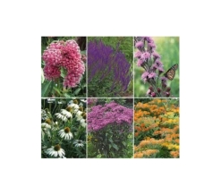 Monarch Butterfly Perennial Garden -Planticaa Sales Store x600 17272
