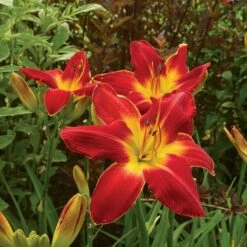 Hemerocallis (Daylily) 'All American Chief' -Planticaa Sales Store x600 17452