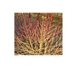 Cornus Sanguinea Arctic Sun® -Planticaa Sales Store x600 1776