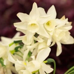 Narcissus 'Starlight Sensation' -Planticaa Sales Store x600 18012