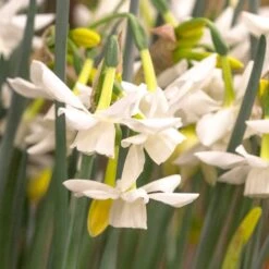 Narcissus 'Starlight Sensation' -Planticaa Sales Store x600 18013
