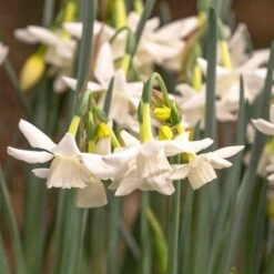Narcissus 'Starlight Sensation' -Planticaa Sales Store x600 18014