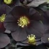 Helleborus Honeymoon® 'New York Night' -Planticaa Sales Store x600 18056