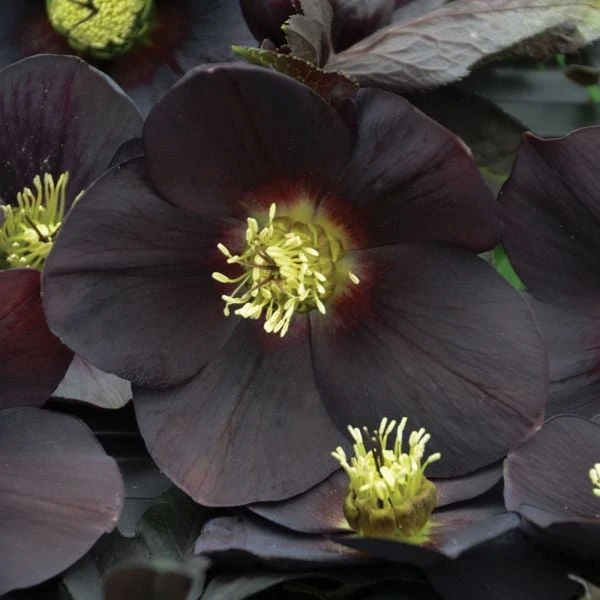 Helleborus Honeymoon® 'New York Night' 3 Helleborus Honeymoon® 'New York Night'