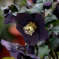 Helleborus Honeymoon® 'New York Night' 7 Helleborus Honeymoon® 'New York Night' -Planticaa Sales Store x600 18058