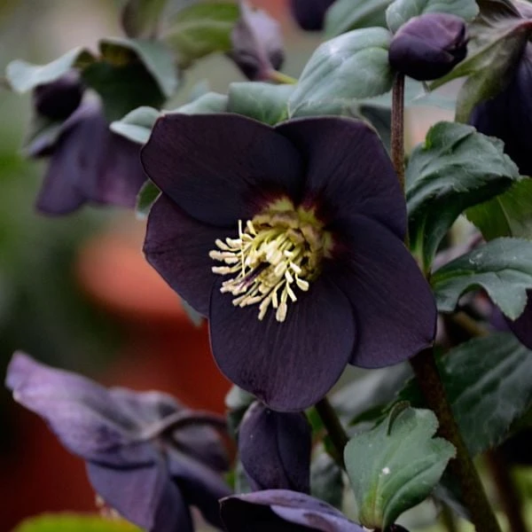 Helleborus Honeymoon® 'New York Night' 5 Helleborus Honeymoon® 'New York Night' - Image 3