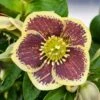 Helleborus Honeymoon® 'Rio Carnival' 1 Helleborus Honeymoon® 'Rio Carnival' -Planticaa Sales Store x600 18059