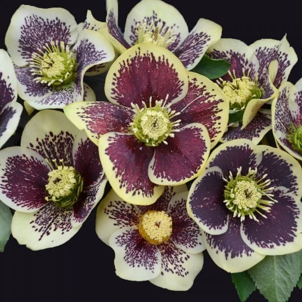 Helleborus Honeymoon® 'Rio Carnival' 4 Helleborus Honeymoon® 'Rio Carnival' - Image 2