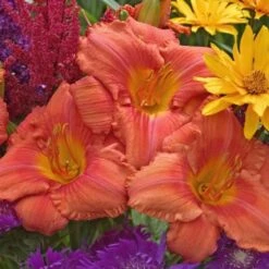 Hemerocallis (Daylily) 'South Seas' - Reblooming 9 Hemerocallis (Daylily) 'South Seas' - Reblooming -Planticaa Sales Store x600 18065