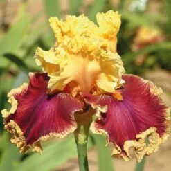 Pride Of The Border Bicolor Iris Collection - 4 Plants -Planticaa Sales Store x600 18071
