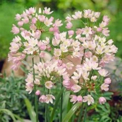 A Big Mix Of Little Alliums -Planticaa Sales Store x600 18263