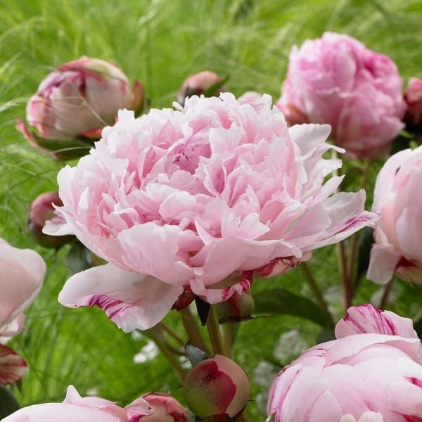 Peony 'Sarah Bernhardt' 3 Peony 'Sarah Bernhardt'