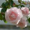 Rose 'New Dawn' -Planticaa Sales Store x600 18303