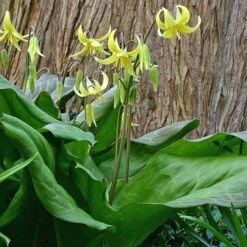 Erythronium 'Pagoda' -Planticaa Sales Store x600 18305