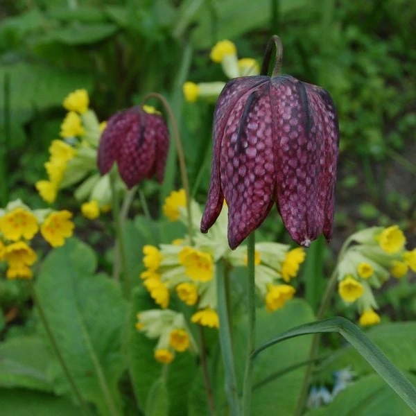 Fritillaria Meleagris 4 Fritillaria Meleagris - Image 2