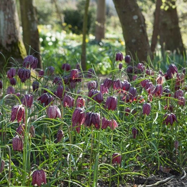 Fritillaria Meleagris 5 Fritillaria Meleagris - Image 3