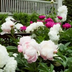 Old-Time Peony Collection -Planticaa Sales Store x600 18506