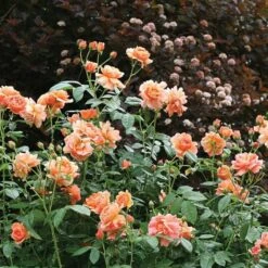 Rose At Last® -Planticaa Sales Store x600 18576