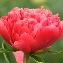 Peony 'Lorelei' 10 Peony 'Lorelei' -Planticaa Sales Store x600 18586