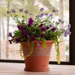 Sicilian Lemon Pot -Planticaa Sales Store x600 18679