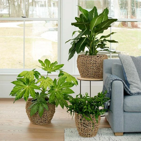 Twine & Vine Basket, Medium 4 Twine & Vine Basket, Medium - Image 2