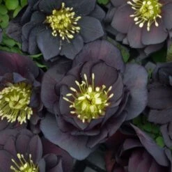 Helleborus Wedding Party® Mix 15 Helleborus Wedding Party® Mix -Planticaa Sales Store x600 18787