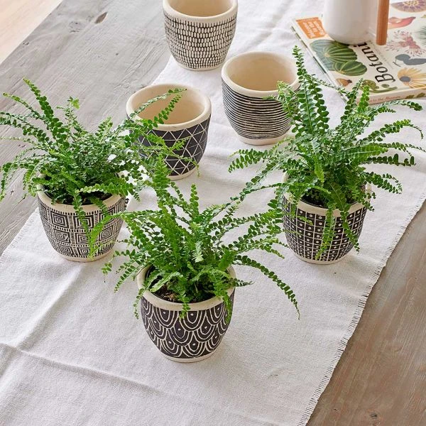 Lemon Button Fern Trio In Togo Pots 4 Lemon Button Fern Trio In Togo Pots - Image 2