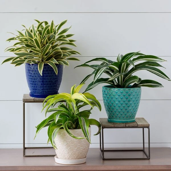 Tangiers Cachepot 5 Tangiers Cachepot - Image 3