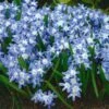 Chionodoxa Forbesii -Planticaa Sales Store x600 19592
