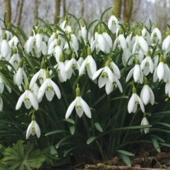 Galanthus Nivalis -Planticaa Sales Store x600 19597