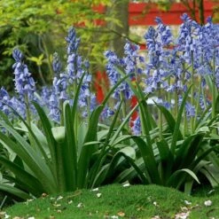 Hyacinthoides Hispanica 'Excelsior' -Planticaa Sales Store x600 19599