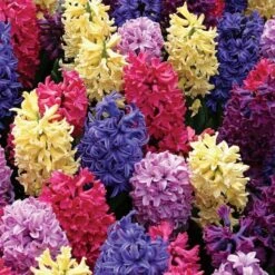 Vivid Hyacinth Mix -Planticaa Sales Store x600 19601
