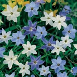 Constellation Of Blue Stars Ipheion Mix -Planticaa Sales Store x600 19602