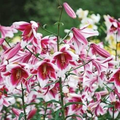 Lilium 'Silk Road' -Planticaa Sales Store x600 19605