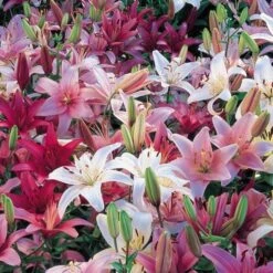 Strawberries & Cream Lilium Mix -Planticaa Sales Store x600 19606