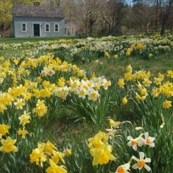 Professional's Naturalizing Daffodil Mix -Planticaa Sales Store x600 19615
