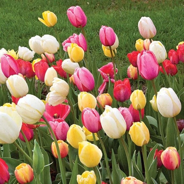 Spring Brights Darwin Hybrid Tulip Mix 4 Spring Brights Darwin Hybrid Tulip Mix - Image 2