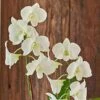 White Dendrobium Orchid Garden In 5" Ceramic Cachepot -Planticaa Sales Store x600 20027