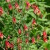 Aquilegia Canadensis 2 Aquilegia Canadensis -Planticaa Sales Store x600 20033