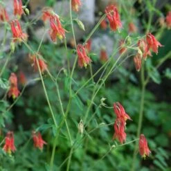 Aquilegia Canadensis 12 Aquilegia Canadensis -Planticaa Sales Store x600 20034