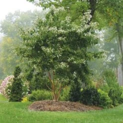 Heptacodium Miconioides Temple Of Bloom® -Planticaa Sales Store x600 20056