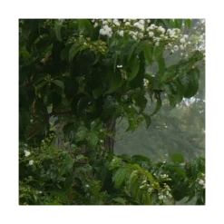 Heptacodium Miconioides Temple Of Bloom® -Planticaa Sales Store x600 20057