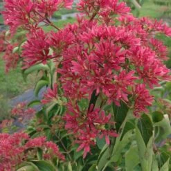 Heptacodium Miconioides Temple Of Bloom® -Planticaa Sales Store x600 20060