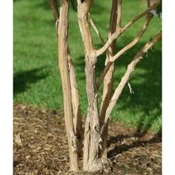 Heptacodium Miconioides Temple Of Bloom® -Planticaa Sales Store x600 20061