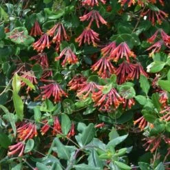 Lonicera Sempervirens 'Major Wheeler' -Planticaa Sales Store x600 20081