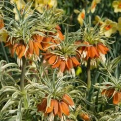 Fritillaria Imperialis 'Aureomarginata' -Planticaa Sales Store x600 20124