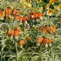 Fritillaria Imperialis 'Aureomarginata' -Planticaa Sales Store x600 20125