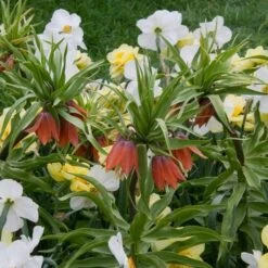 Fritillaria Imperialis 'Rubra Maxima' -Planticaa Sales Store x600 20126