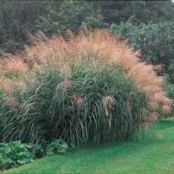 Ornamental Grass: Miscanthus Sinensis 'Silver Feather' -Planticaa Sales Store x600 20147