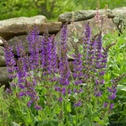 Salvia X Sylvestris 'May Night' -Planticaa Sales Store x600 20215